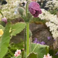 Meconopsis 'Barney's Blue'